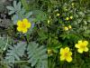 Potentilla anserina - mochna husí