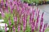 Salvia nemorosa 'Sensation Deep Rose' - šalvěj hajní