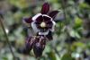 Aquilegia vulgaris 'William Guiness' - orlíček