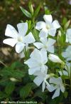 Vinca minor 'Alba' - barvínek menší