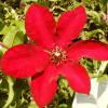 Clematis hybrida 'Solidarnosc' - plamének
