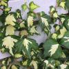 Hedera helix 'Goldheart' - břečťan popínavý