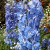 Delphinium x cultorum 'Sky Blue White Bee' - ostrožka velkokvětá