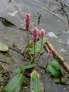 Persicaria amphibia - rdesno obojživelné