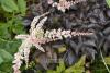 Astilbe 'Chocolate Shogun'® - čechrava