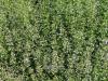 Calamintha nepeta 'Triumphator' - marulka lékařská