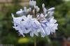 Agapanthus 'Summer Skies' - kalokvět
