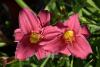 Hemerocallis 'Baby Betsy' - denivka