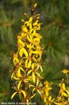 Ligularia 'Bottle Rocket' - popelivka