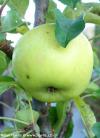 Malus domestica 'Greencats' - sloupovitá jabloň