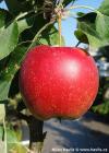 Malus domestica 'Červené vřeteno' - jabloň sloupovitá