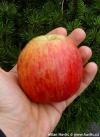 Malus domestica 'Reine des Reinettes' - jabloň