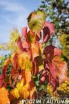 Acer davidii 'Selection' - javor Davidův