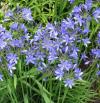 Agapanthus 'Pinocchio' - kalokvět