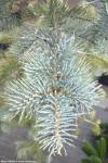 Abies concolor 'Violacea' - jedle ojíněná