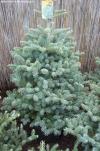Abies koreana 'Blauer Pfiff' - jedle korejská