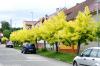 Acer negundo 'Kelly's Gold' - javor jasanolistý