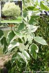 Acer negundo 'Variegatum' - javor jasanolistý