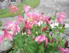 Aquilegia flabellata Spring Magic 'Rose Ivory' - orlíček vějířovitý