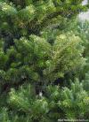 Abies koreana 'Molli' - jedle korejská