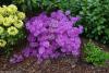 Azalea japonica 'Blue Danube' - japonská azalka