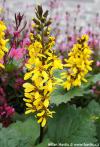 Ligularia 'Gold torch' - popelivka