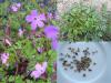 Geranium robertianum - kakost smrdutý