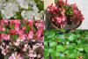 Begonia semperflorens - begonie stálokvětá