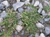 Poa annua - lipnice roční