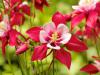 Aquilegia - orlíček (PIXABAY)