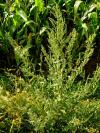 Atriplex patula - lebeda rozkladitá (WIKIPEDIA)