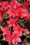 Azalea japonica 'Arabesk' - azalka japonská