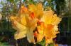 Azalea 'Golden Lights' - azalka dřevitá