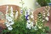 Delphinium 'Magic Vita 'Double White'' - ostrožka, stračka