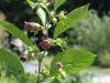 Atropa bella-dona - rulík zlomocný