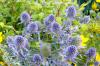 Eryngium planum 'Blue Hobbit' - máčka plocholistá