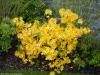 Azalea 'Golden Sunset' - azalka dřevitá