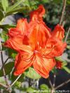 Azalea 'Feuerwerk' - azalka dřevitá