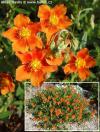 Helianthemum 'Bbronzeteppich' - devaterník
