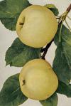 Malus domestica 'Skleněné žluté' - jabloň domácí