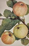 Malus domestica 'Astrachán bílý' - jabloň domácí