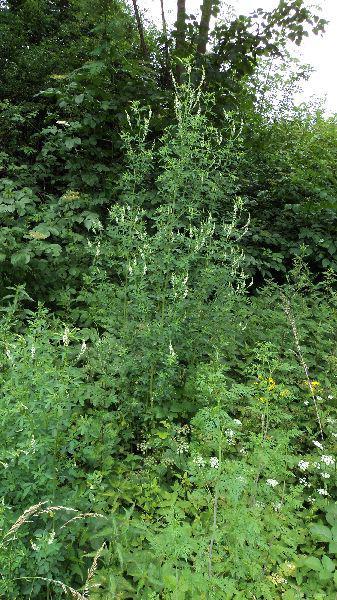 komonice-b-l-melilotus-albus-flora-cs