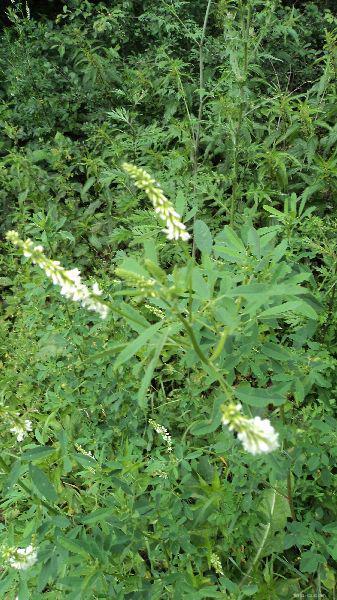 komonice-b-l-melilotus-albus-flora-cs
