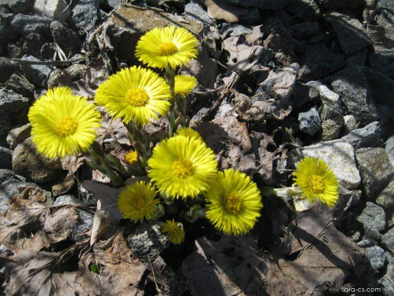Podbel Podběl lékařský (Tussilago farfara) | Flora-cs.com