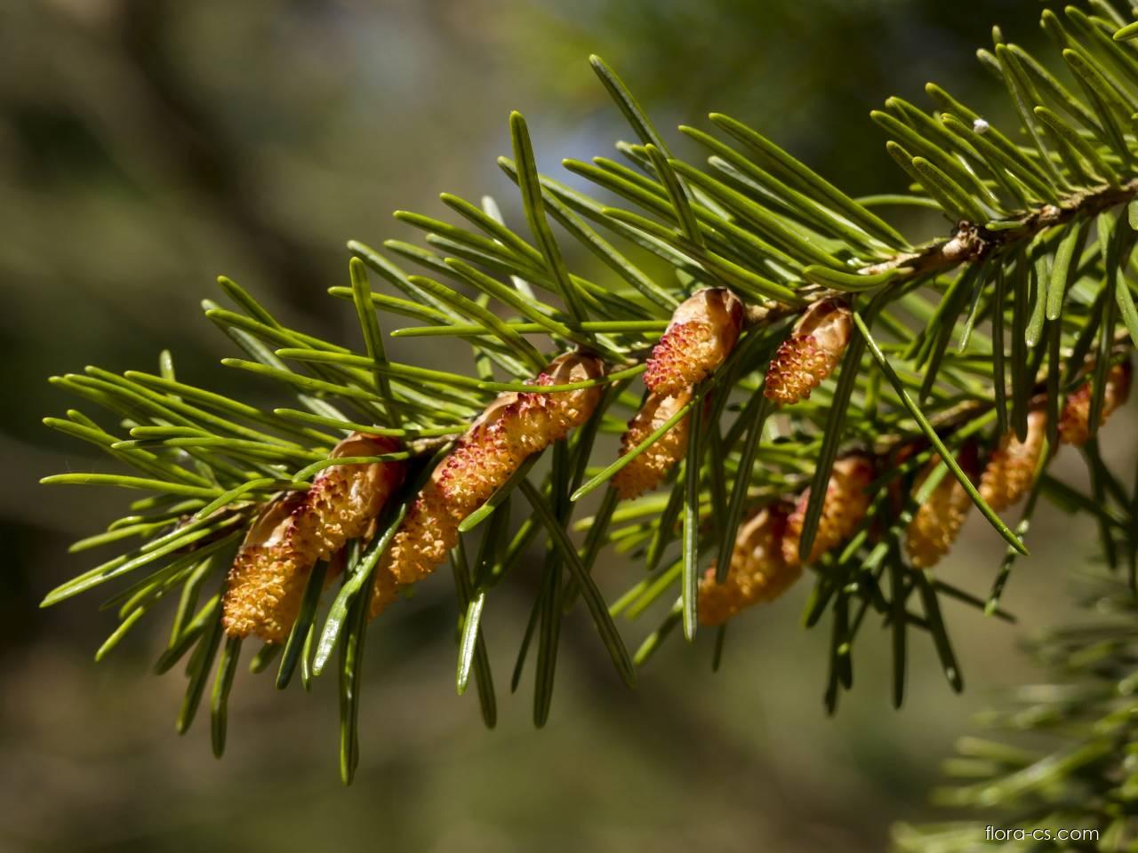 douglaska-tisolist-pseudotsuga-menziesii-flora-cs