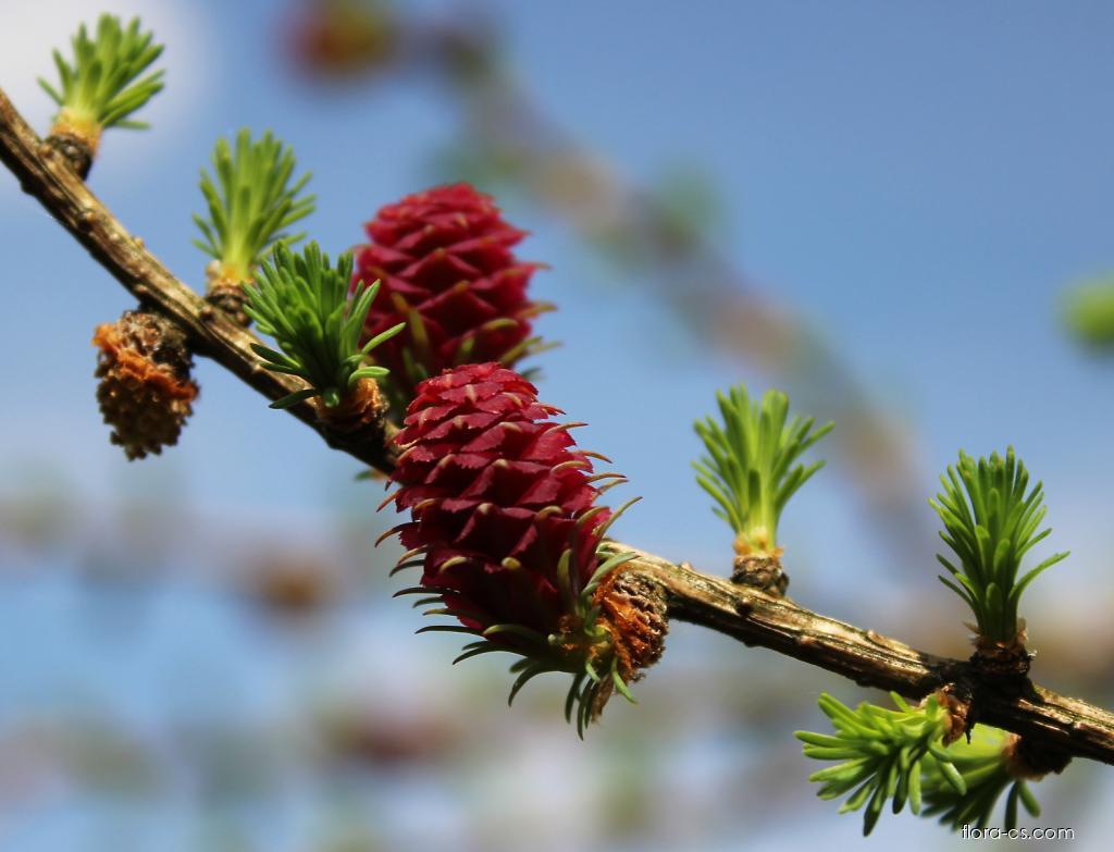 mod-n-opadav-larix-decidua-flora-cs