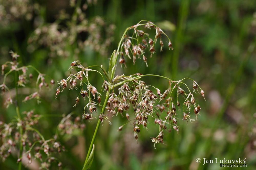 Bika lesní (Luzula sylvatica), květy, květenství | Flora-cs.com