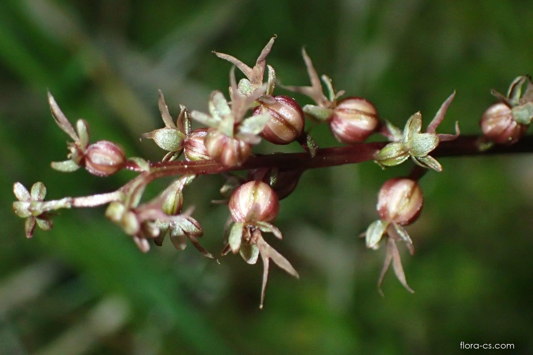Bradáček srdčitý (Listera cordata)