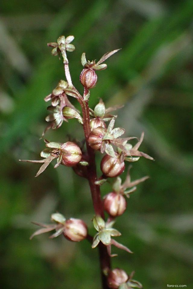 Bradáček srdčitý (Listera cordata)