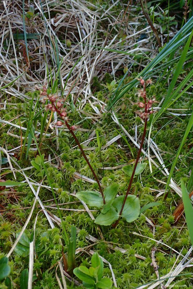 Bradáček srdčitý (Listera cordata)